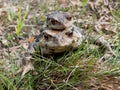 Two Toads 4 Royalty Free Stock Photo