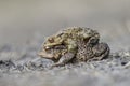 Two toads in amplex seen from the side Royalty Free Stock Photo