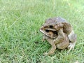 two toads, Bufo melanostictus Schneider in a stacked position on green grass Royalty Free Stock Photo