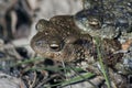 Two toads in love Royalty Free Stock Photo