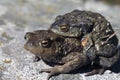 Two toads in love Royalty Free Stock Photo