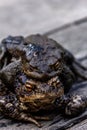 Two toads. Love. Royalty Free Stock Photo