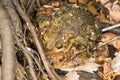 Two toads make the next generation at forest lake in Denmark