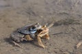 Two toads mate in a puddle Royalty Free Stock Photo