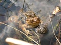 Two toads mating in the water Royalty Free Stock Photo