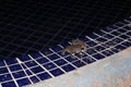 Two toads sit atop blue and white tiled edge at night Royalty Free Stock Photo