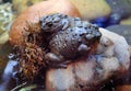 Two Toads Royalty Free Stock Photo