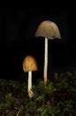 Two toadstools in the dark Royalty Free Stock Photo