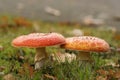 Two toadstools in the grass Royalty Free Stock Photo