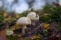 Two toadstools mushrooms in the forest Royalty Free Stock Photo