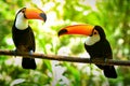 Two Toco Toucan Birds in the Forest