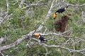 Two Toco Toucans in a tree, Pantanal Wetlands, Mato Grosso,