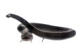 The two-toed amphiuma, amphiuma means, on white