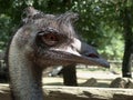 Ostrich head close up Royalty Free Stock Photo