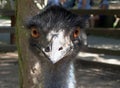 Ostrich head close up Royalty Free Stock Photo