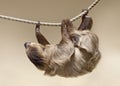 Two-toed sloth Royalty Free Stock Photo