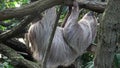 Two-toed Sloth animal climbing upside down on hanging tree branch (Choloepus didactylus