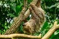 Two toed sloth, Choloepus didactylus