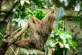 Two toed sloth, Choloepus didactylus