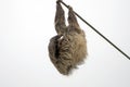 Two Toed Sloth hanging and Sleeping on a Power Line