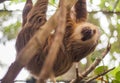 Two-toed sloth hanging from a tree Royalty Free Stock Photo