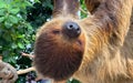 Two-toed sloth sleeping and enjoy the weather