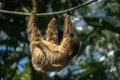 Two-toed Sloth sleeping