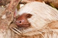 Two-toed sloth sleeping in tree