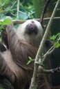 Two-toed Sloth slepping big plan on a tree Royalty Free Stock Photo