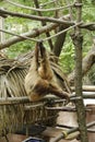 just hanging out with the two toed sloth, at Southwicks Zoo, Mendon, Ma