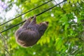 Two-Toed Sloths (Megalonychidae) in Costa Rica