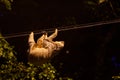 Two-Toed Sloths & x28;Megalonychidae& x29; at night in Costa Rica Royalty Free Stock Photo