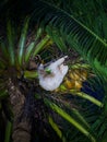 Two-Toed Sloths (Megalonychidae) at night in Costa Rica Royalty Free Stock Photo