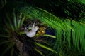 Two-Toed Sloths (Megalonychidae) at night in Costa Rica Royalty Free Stock Photo