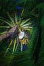 Two-Toed Sloths (Megalonychidae) at night in Costa Rica Royalty Free Stock Photo