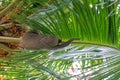 Two-Toed Sloths Megalonychidae in a palm tree