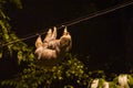 Two-Toed Sloths & x28;Megalonychidae& x29; at night in Costa Rica