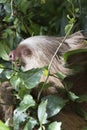 Two toes sloth Royalty Free Stock Photo