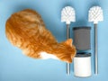 Two toilet brushes with holders next to ginger cat. WC tools for cleaning toilet bowl. Flat lay Royalty Free Stock Photo