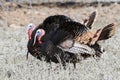 Two tom gobbler turkeys Royalty Free Stock Photo