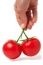 Two tomato in hand isolated on white background Royalty Free Stock Photo