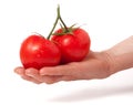 Two tomato in hand isolated on white background Royalty Free Stock Photo