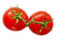 Two tomatoes on a branch Royalty Free Stock Photo