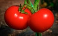 Two tomatoes in the greenhouse garden. Royalty Free Stock Photo