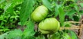 Two tomatoes are growing on the farm, they are not yet ripe, they are green Royalty Free Stock Photo