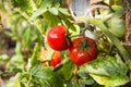Two Tomatoes Growing on Plant Royalty Free Stock Photo