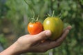 Two tomatoes in hand. Green & orange tomatoes fresh from the tree on blurry garden background. Royalty Free Stock Photo