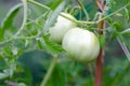 Two unripe tomatoes growing in the plant. Royalty Free Stock Photo