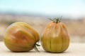 Two tomatoes of a striped variety, typical Valencian tomato