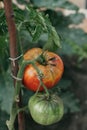 Two tomatoes tomatoes weigh on green branch Royalty Free Stock Photo